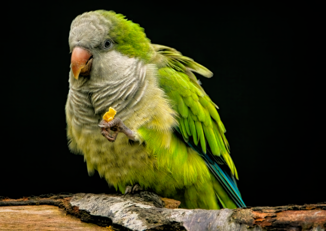 blog img
